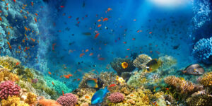 Egypt web - 2
